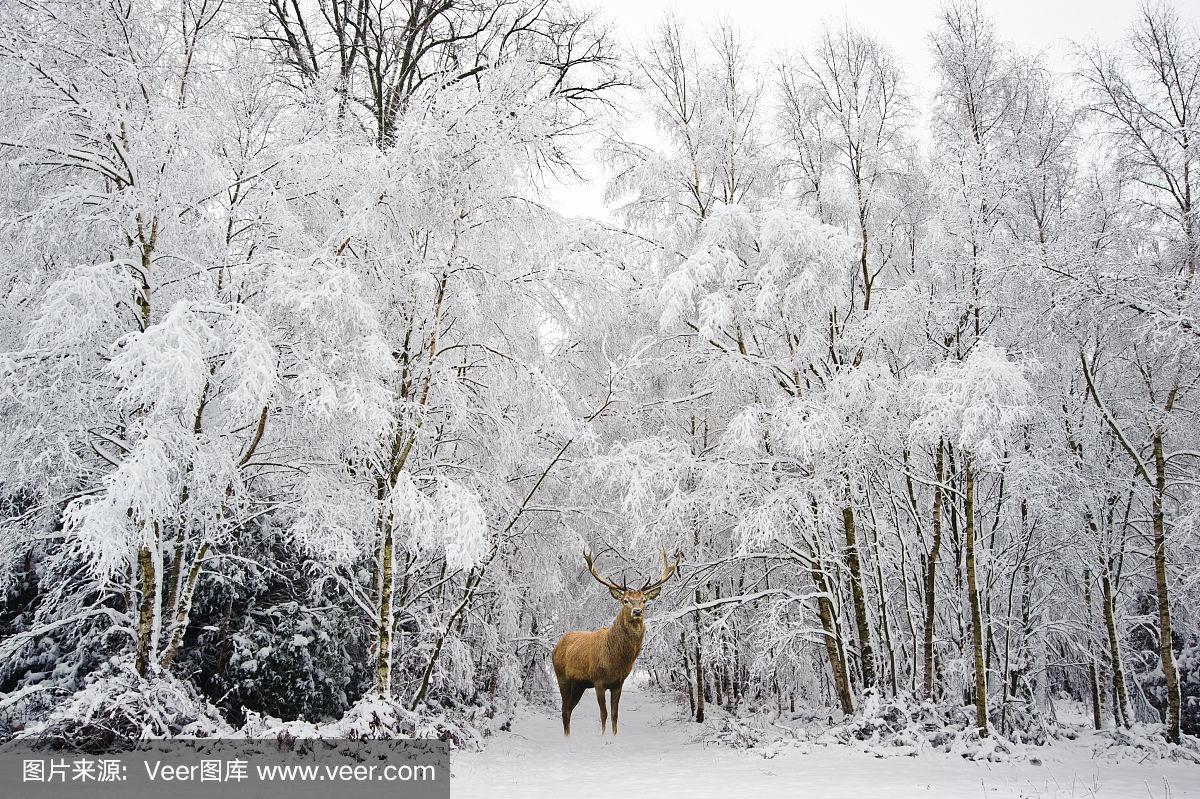 高速公路安全驾驶:生命之盾,秩序之基